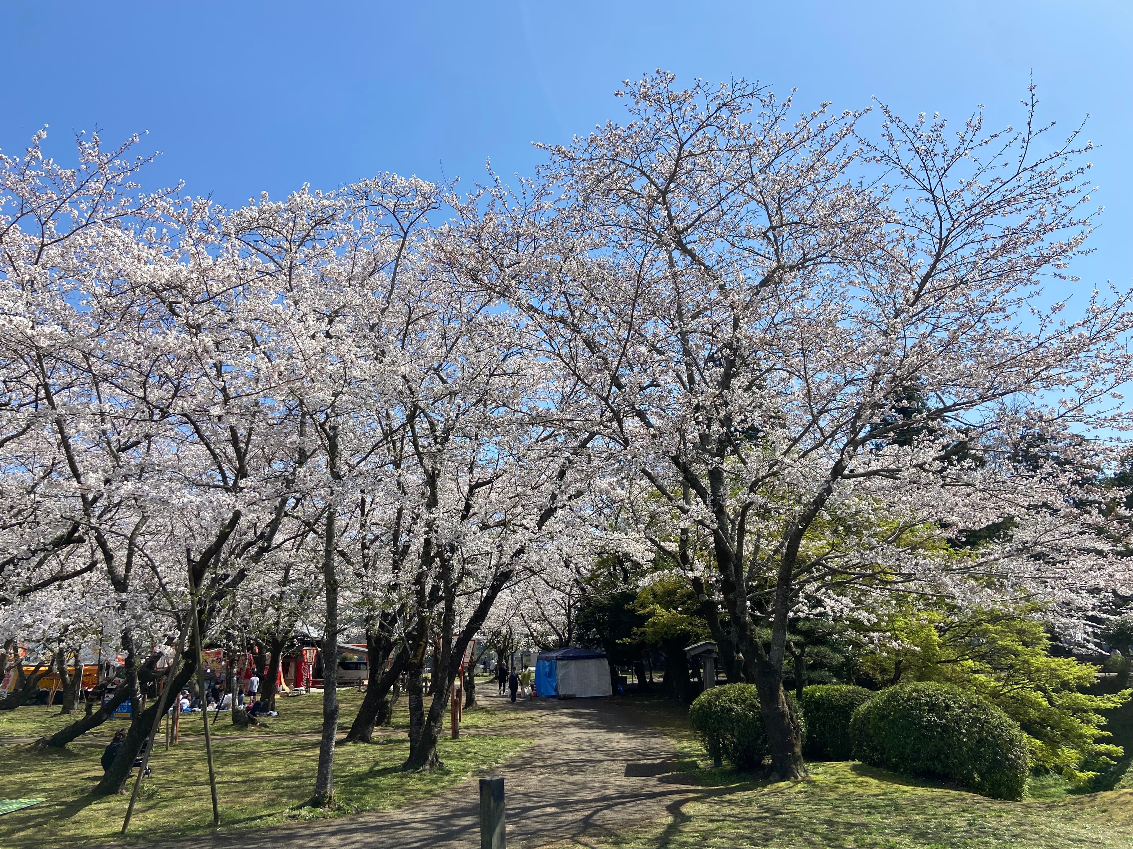 左が灌水施肥あり、右が灌水施肥なしの桜の開花状態比較